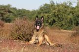 MALINOIS 026